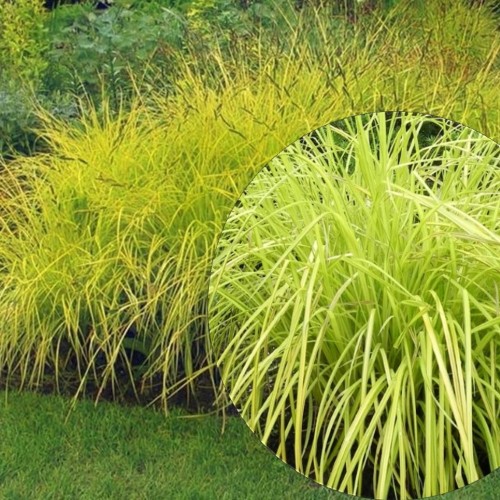 Carex elata 'Bowles Golden' - Luhttarn 'Bowles Golden' P11/0,75L